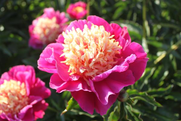 Pfingstrose Le Charme, Paeonia lactiflora